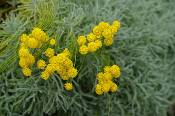 Santolina (Santolina chamaecyparissus L.), is a genus of plants in the chamomile tribe within the sunflower family, primarily from the western Mediterranean region.  Hanover, Germany. © guentermanaus