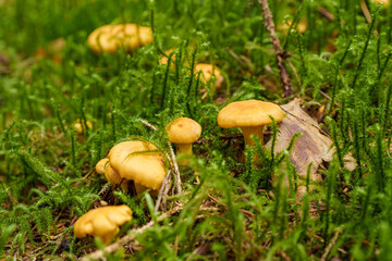 Exploring the forest floor for golden mushrooms among autumn foliage and diverse flora