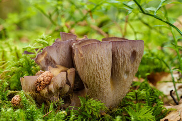Purple Cup Fungi, Gomphus clavatus, thrive on the forest floor, adding vibrant color to the woodland environment