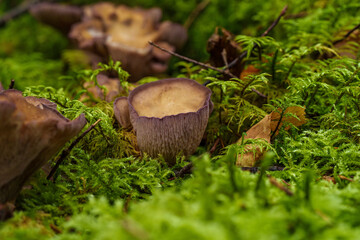 Purple Cup Fungi, Gomphus clavatus, thrive on the forest floor, adding vibrant color to the woodland environment