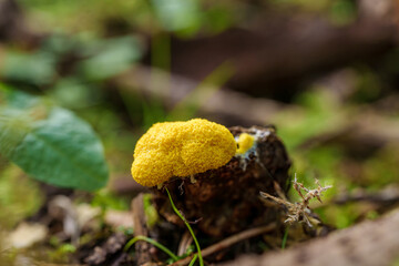 A yellow slime mold in the forest highlights the diversity and intricate aspects of nature