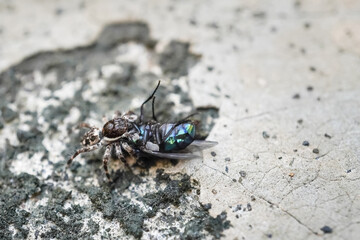 Macro photo of Jumping spider preys on a large fly. Concept for food chain and circle of life.