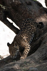 jaguar