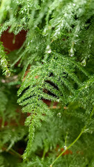 Macro photo of a coniferous plant after rain with drops on the leaves