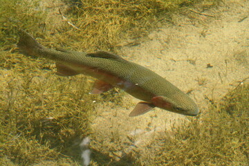 Big Rainbow in a little pond.
