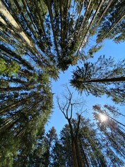 Looking up at the Branches