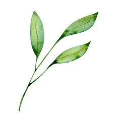 Obraz premium Watercolor green leaves brunch, floral design
