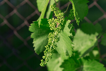 Vine with green leaves and small buds. Vibrant green vine with fresh leaves