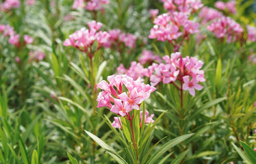 Nerium oleander (oleander or rosebay) in the natural garden background. Inspirational Motivational quote- Start your Tuesday morning light with pink  flowers. Tuesday Quote.