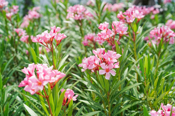 Nerium oleander (oleander or rosebay) in the natural garden background. Inspirational Motivational quote- Start your Tuesday morning light with pink  flowers. Tuesday Quote.