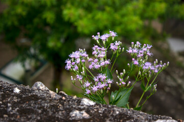 Purple flower growing on the stone