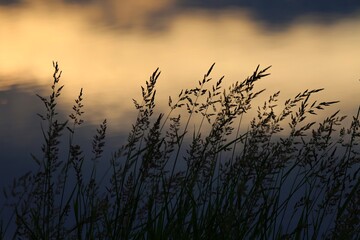 Grain against darkened sky