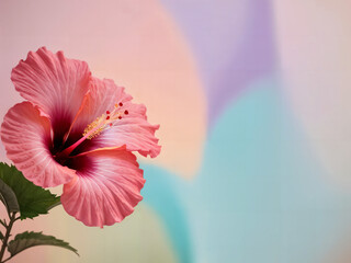 Beautiful Vibrant Pink Hibiscus Blossom Close-up Hibiscus Flower for Tropical Designs