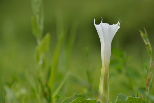 Fleur de liseron