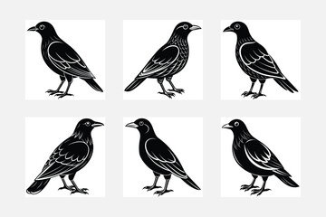 set of Chough birds vector silhouette 