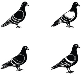 set of pigeons vector silhouette  