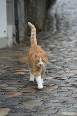 cat on the street