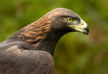 Golden Eagle staring forwards, side angle portrait