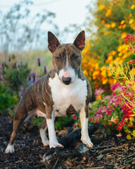 Miniature Bull Terrier posed for a portrait by colorful flowers