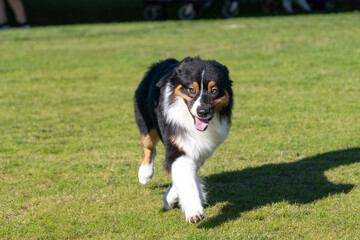 Australian Shepherd running across the grass