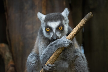 Close-up Ring-tailed lemur portrait. A Ring-tailed lemur holds a wooden stick in its paws and looks right toward the camera lens.