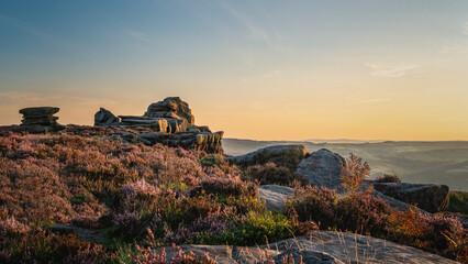 Purple heather blooming amongst the rocky outcrops on a sunny September afternoon in the Peak District