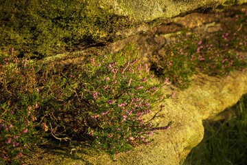Purple heather blooming under the afternnon sun