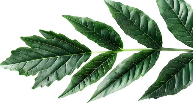 hoja verde aislada sobre fondo blanco