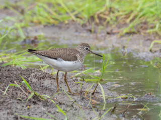 Solitary Sandpiper feeding near a grassy puddle