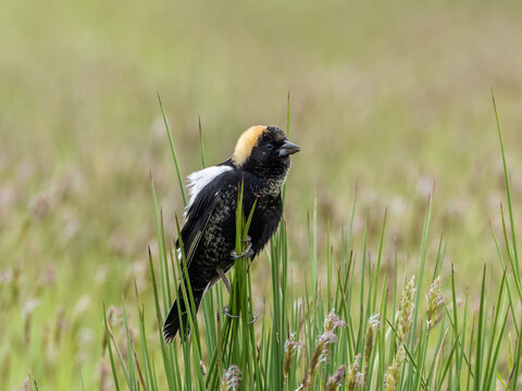 Male Bobolink in alternate summer plumage perched in grass