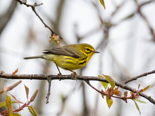 Spring plumage Prairie Warbler on a branch with new leaves