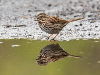 Close up of a feeding Song Sparrow with reflection in a puddle