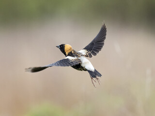 Male Bobolink in alternate summer plumage in flight