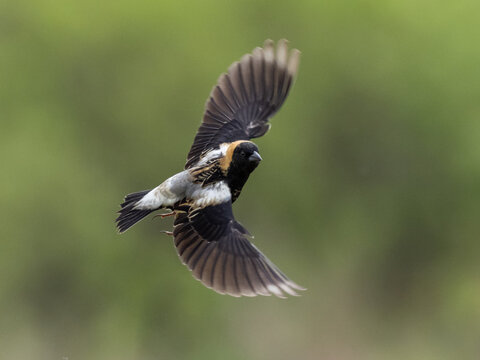 Male Bobolink in alternate summer plumage in flight