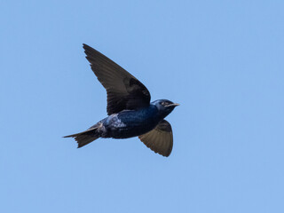 Adult male Purple Martin in flight