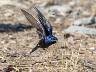 Adult male Purple Martin taking flight and carrying nesting material