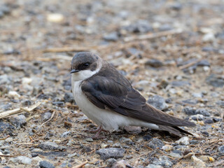 Immature Tree Swallow perched on the ground