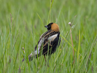 Male Bobolink in alternate summer plumage perched in grass