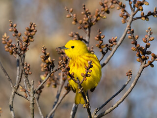 Close up of a perched male Yellow Warbler in alternate summer plumage