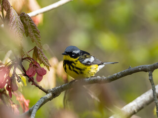 Perched male Magnolia Warbler in alternate summer plumage
