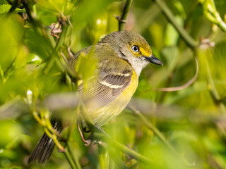 Close up of an adult White-eyed Vireo in spring plumage