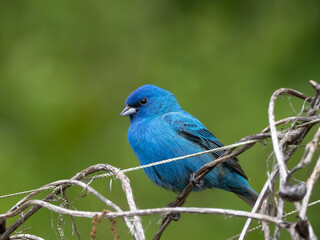 Fototapeta premium Close up of a perched male Indigo Bunting in colorful spring plumage