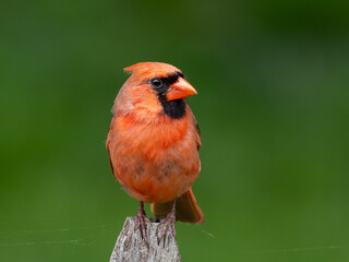 Close up of a perched male Northern Cardinal