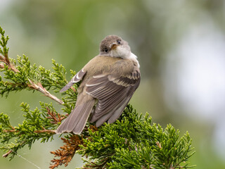 Close up of a Willow Flycatcher perched in a cedar tree