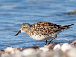 Close up of an adult White-rumped Sandpiper in alternate summer plumage feeding at the shoreline
