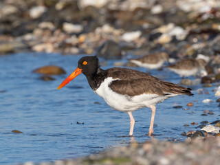American Oystercatcher feeding at the water's edge