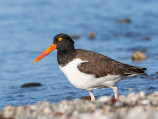 American Oystercatcher in bright sunlight against a blue water background