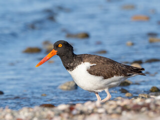 American Oystercatcher in bright sunlight against a blue water background