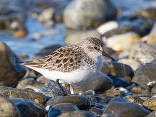 Close up of an adult Semi-palmated Sandpiper in alternate summer plumage