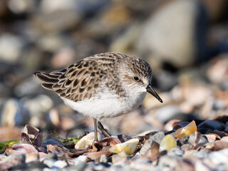 Close up of an adult Semi-palmated Sandpiper in alternate summer plumage